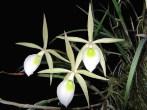 Brassavola flagellaris