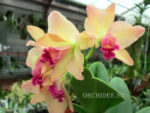 Cattleya hybrid 01