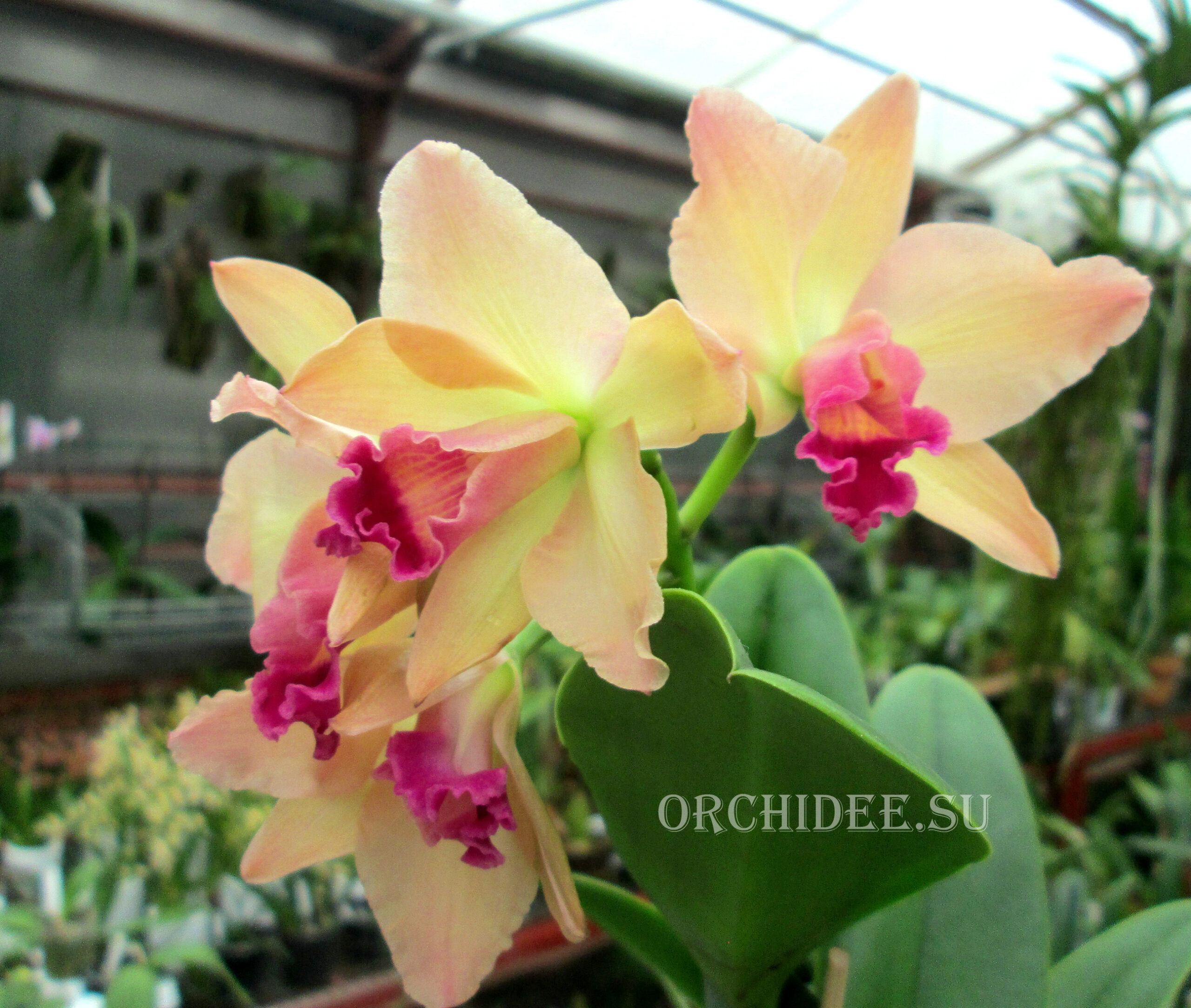 Cattleya hybrid 01