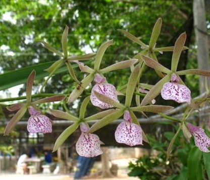 Cattleya Kirchara Jairak Kiss 'Spot Lip'