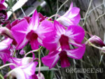 Dendrobium Phok Bong x Little Princess
