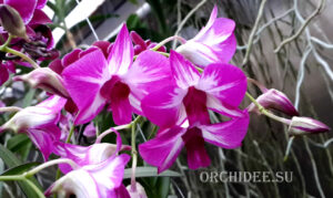 Dendrobium Phok Bong x Little Princess