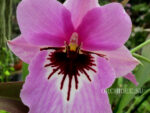 Miltonia Saint Helier 'Pink Delight'
