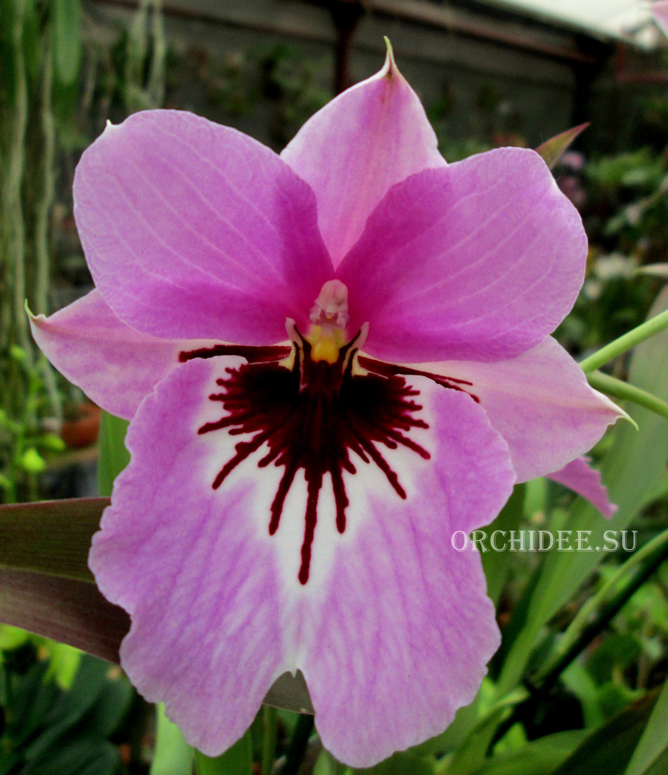 Miltonia Saint Helier 'Pink Delight'