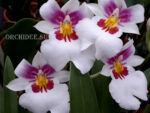 Miltoniopsis Colombiana hybrid