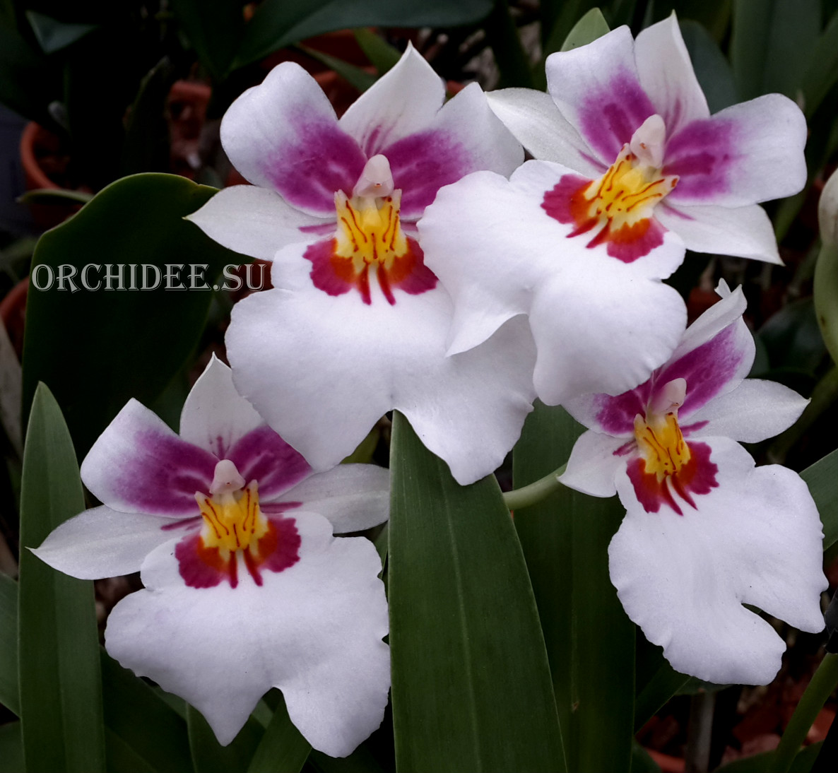 Miltoniopsis Colombiana hybrid