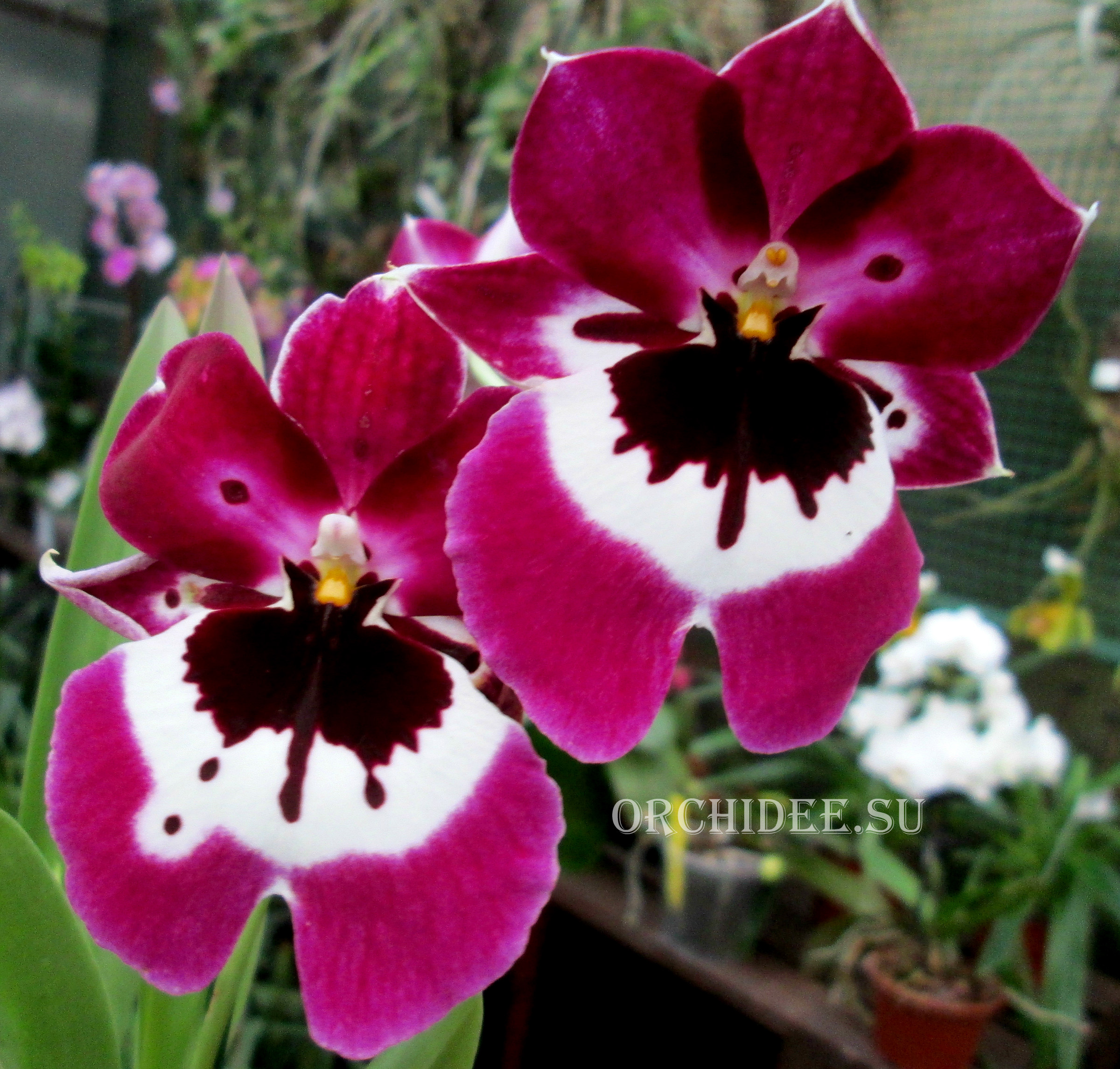 Miltoniopsis Hajime Ono hybrid