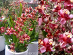 Oncidium Tiny Twinkle 'Red Fragrance'
