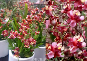 Oncidium Tiny Twinkle 'Red Fragrance'