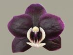 Phalaenopsis PH 127 Kaoda Twinkle 'Chocolate Drops'