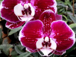 Phalaenopsis PH 138/1