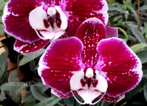 Phalaenopsis PH 138/1