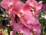 Phalaenopsis PH 153