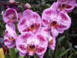 Phalaenopsis PH 154