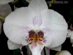 Phalaenopsis PH 155 Big Lip