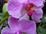 Phalaenopsis PH 156