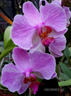Phalaenopsis PH 156