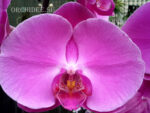 Phalaenopsis PH 157 Atlantis