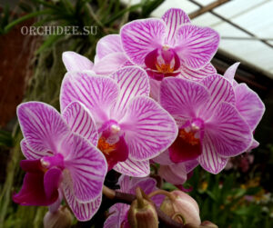 Doritaenopsis PHM 034 Sogo Vivien 'Pan Pan'