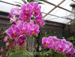 Doritaenopsis PHM 035 Sogo Yenlin 'Suggestion'
