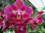 Phalaenopsis PP 009 butterfly peloric