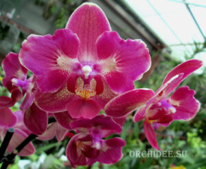 Phalaenopsis PP 009 butterfly peloric