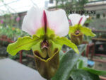 Paphiopedilum spicerianum 'St. Alban' x self