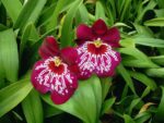 Miltoniopsis Firewater 'Red Butterfly'