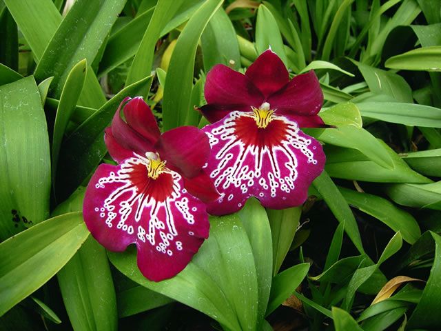 Miltoniopsis Firewater 'Red Butterfly'
