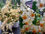 Oncidium Tiny Twinkle 'White Fragrance'