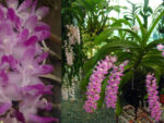 Aerides multiflora