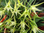 Angraecum Crestwood 'Tomorrow Star'