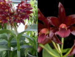 Cattleya Chocolate Drop