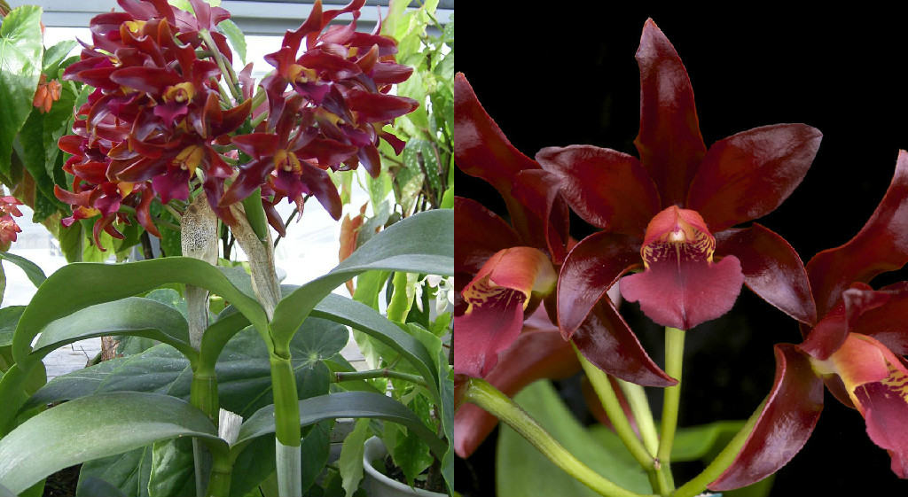 Cattleya Chocolate Drop