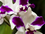 Cattleya Purple Cascade