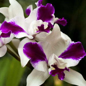 Cattleya Purple Cascade