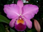 Cattleya St. Rose Pixie Pinafore HCC/AOS (C. Bob Betts x S. coccinea)