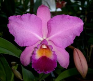 Cattleya St. Rose Pixie Pinafore HCC/AOS (C. Bob Betts x S. coccinea)