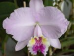 Cattleya lueddemanniana alba OMG x Cattleya lueddemanniana coerulea Siquesique