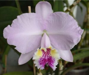 Cattleya lueddemanniana alba OMG x Cattleya lueddemanniana coerulea Siquesique