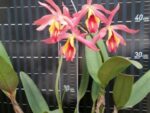 Guarianthe aurantiaca x Cattleya maxima