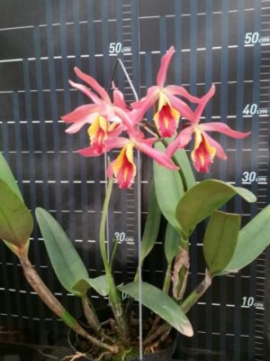 Guarianthe aurantiaca x Cattleya maxima