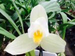 Lycaste Auburn x Lycaste Shonan Harmony