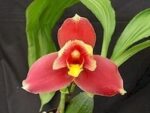 Lycaste Shonan Harmony x (Lycaste Capicorn Vulcan x Angulocaste Paul Gripp)