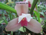 Lycaste ((momoyana x trifoliata) x skinneri) x (Anna Katharina x lasioglossa)