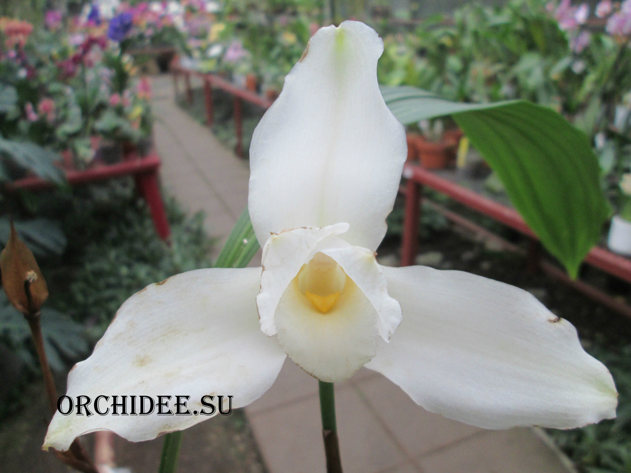 Lycaste skinneri alba x sib