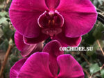 Phalaenopsis PH 158