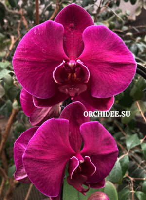 Phalaenopsis PH 158