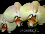 Phalaenopsis PH 159 Champagne