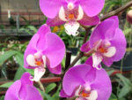 Phalaenopsis PH 160 Los Angeles